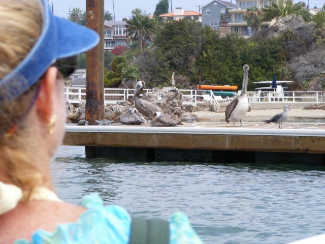 The Pelican: A pest to the local residents, but a majestic flyer and fisher to us tourists
